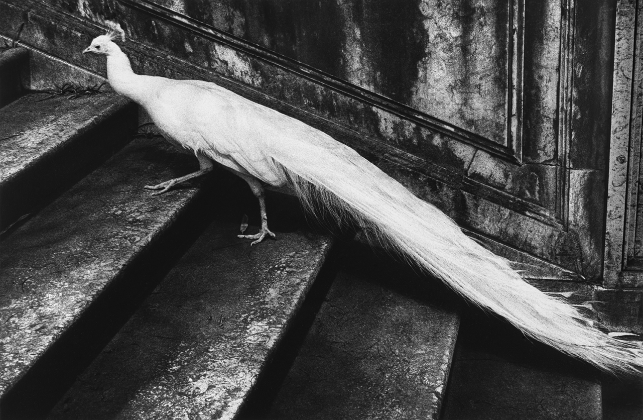 Read more about the article Fotografier av Joakim Kocjancic